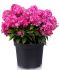 PHLOX PANICULATA BAMBINI SWEET TART I 25 P.BAG