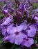 PHLOX PANICULATA BLUE PARADISE I 25 P.BAG