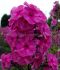 PHLOX PANICULATA CLASSIC CASSIS I 25 P.BAG