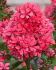 PHLOX PANICULATA CLEOPATRA I 25 P.BAG