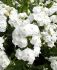 PHLOX PANICULATA DAVID I 25 P.BAG