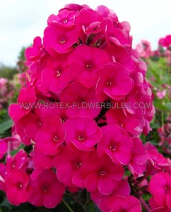 PHLOX PANICULATA ‘GRENADINE DREAM‘ I (25 P.BAG)