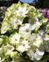 PHLOX PANICULATA JADE I 25 P.BAG