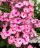 PHLOX PANICULATA LARISSA I 25 P.BAG