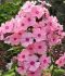 PHLOX PANICULATA LARISSA I 25 P.BAG