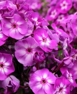 PHLOX PANICULATA ‘LITTLE LAURA‘ I (25 P.BAG)