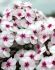 PHLOX PANICULATA MIKES FAVOURITE I 25 P.BAG