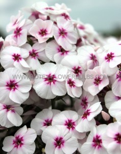 PHLOX PANICULATA ‘MIKE‘S FAVOURITE‘ I (25 P.BAG)