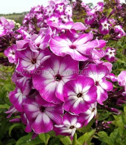 PHLOX PANICULATA ‘MODERN ART‘ I (25 P.BAG)