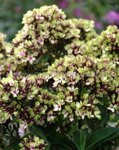 PHLOX PANICULATA ‘MYSTIQUE GREEN‘ I (25 P.BAG)