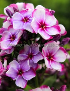 PHLOX PANICULATA ‘NEON FLARE BLUE‘ I (25 P.BAG)