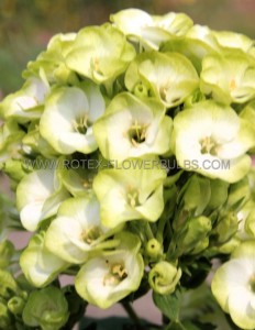 PHLOX PANICULATA ‘ORCHID GREEN‘ I (25 P.BAG)