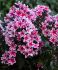 PHLOX PANICULATA PALMYRA I 25 P.BAG