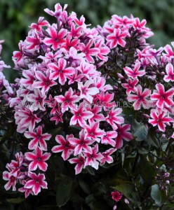 PHLOX PANICULATA ‘PALMYRA‘ I (25 P.BAG)