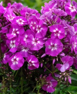 PHLOX PANICULATA ‘PURPLE KISS‘ I (25 P.BAG)