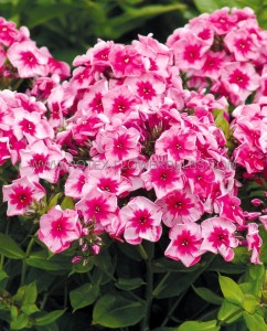 PHLOX PANICULATA ‘STARS AND STRIPES‘ I (25 P.BAG)