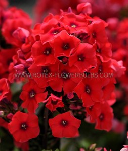 PHLOX PANICULATA ‘TEQUILA SUNRISE‘ I (25 P.BAG)