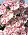 PHLOX PANICULATA TWISTER I 25 P.BAG