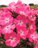 PHLOX PANICULATA WATERMELON PUNCH I 25 P.BAG