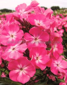 PHLOX PANICULATA ‘WATERMELON PUNCH‘ I (25 P.BAG)