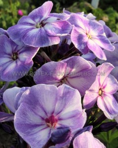 PHLOX PANICULATA ‘YOUNIQUE OLD BLUE‘ I (25 P.BAG)