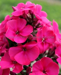 PHLOX PANICULATA ‘YOUNIQUE OLD CERISE‘ I (25 P.BAG)