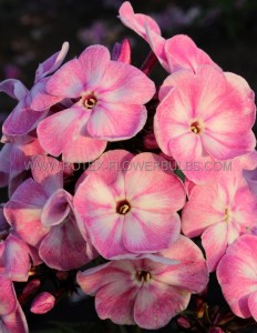 PHLOX PANICULATA ‘YOUNIQUE OLD PINK‘ I (25 P.BAG)