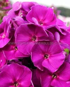 PHLOX PANICULATA ‘YOUNIQUE OLD PURPLE‘ I (25 P.BAG)