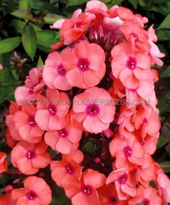 PHLOX PANICULATA ‘YOUNIQUE ORANGE‘ I (25 P.BAG)