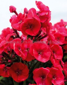 PHLOX PANICULATA ‘YOUNIQUE RED‘ I (25 P.BAG)