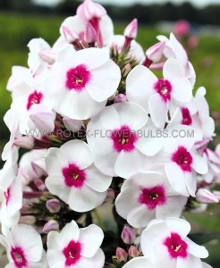 PHLOX PANICULATA ‘YOUNIQUE TRENDY‘ I (25 P.BAG)