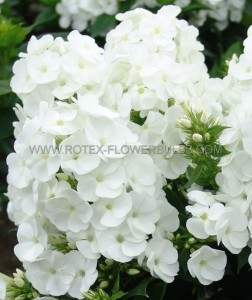 PHLOX PANICULATA ‘YOUNIQUE WHITE‘ I (25 P.BAG)