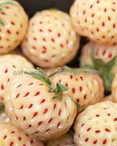 PINEBERRY ‘WHITE CAROLINA‘ NO.1 - PB101 (10 P.BAG)