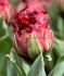 TULIPA DOUBLE LATE ICE CREAM STRAWBERRY 12 CM. 10 PREMIUM PKGS.X 3