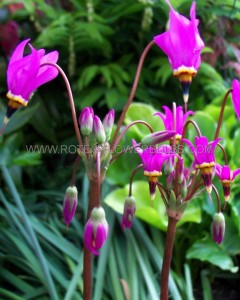 PRIMULA (SHOOTING STAR) MEADIA I (25 P.BAG)