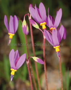 PRIMULA (SHOOTING STAR) SPP. ‘RED WINGS‘ I (25 P.BAG)