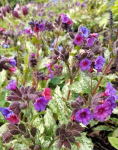 PULMONARIA (LUNGWORT) LONGIFOLIA ‘DIANA CLARE‘ I (25 P.BAG)