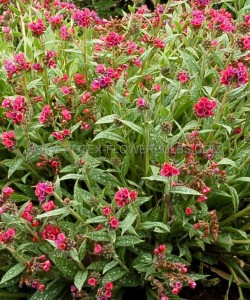 PULMONARIA (LUNGWORT) LONGIFOLIA ‘RASPBERRY SPLASH‘ I (25 P.BAG)