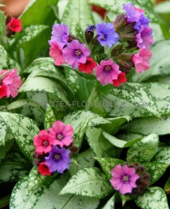 PULMONARIA (LUNGWORT) SPP. ‘SILVER BOUQUET‘ I (25 P.BAG)