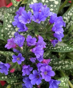 PULMONARIA (LUNGWORT) SPP. ‘TREVI FOUNTAIN‘ I (25 P.BAG)