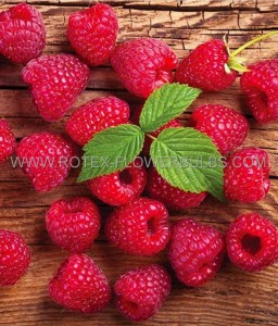 RASPBERRY ‘HERITAGE‘ (EVERBEARING) 1 YR NO.1 - RS101 (25 P.BAG)