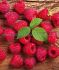 RASPBERRY HERITAGE EVERBEARING 1 YR NO.1 - RS101 25 P.BAG