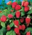 RASPBERRY HERITAGE EVERBEARING 1 YR NO.1 - RS101 25 P.BAG