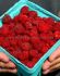 RASPBERRY SEPTEMBER EVERBEARING 1 YR NO.1 - RS124 25 P.BAG