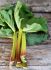 RHUBARB VICTORIA 34 -1 12 - RH9210 15 PKGS.X 2