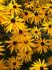 RUDBECKIA BLACK-EYED SUSAN FULGIDA GOLDSTURM I 25 P.BAG