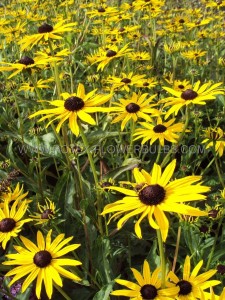 RUDBECKIA (BLACK-EYED SUSAN) FULGIDA ‘POT OF GOLD‘ I (25 P.BAG)