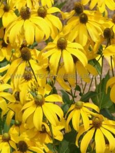 RUDBECKIA (BLACK-EYED SUSAN) NITIDA ‘HERBSTSONNE‘ I (25 P.BAG)