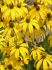 RUDBECKIA BLACK-EYED SUSAN NITIDA HERBSTSONNE I 25 P.BAG