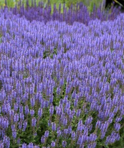 SALVIA (MEADOW SAGE) NEMOROSA ‘BLAUHUGEL‘ I (25 P.BAG)